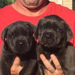 Cane Corso Puppies from Fedele's Cane Corso