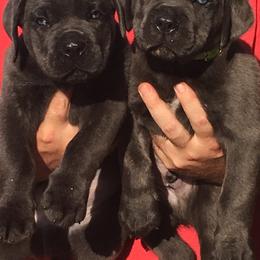 Cane Corso Puppies from Fedele's Cane Corso