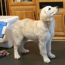 English Setter, Golden Retriever, and Gordon Setter Puppies from Katherine Lirette