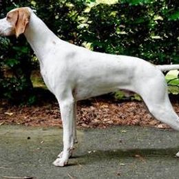 Pointer All Grown Up from Southern Pointers