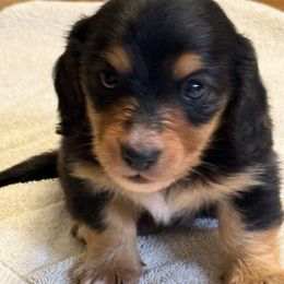 Tank - Black and tan male Dachshund puppy in Hardy, Arkansas from Tracy's Dachshunds
