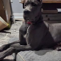 Great Dane Puppies from Lazy A Danes