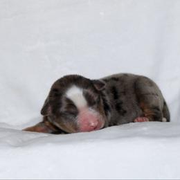 Clover - Blue merle male Miniature Australian Shepherd puppy in Foxworth, Mississippi from Ten Mile Aussies