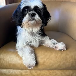 Evee - Black and white female Shih Tzu puppy in Las Vegas, Nevada from Vegas Shih Tzus