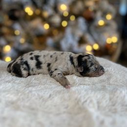 Miniature Australian Shepherd Puppies from Quartz Creek Aussies