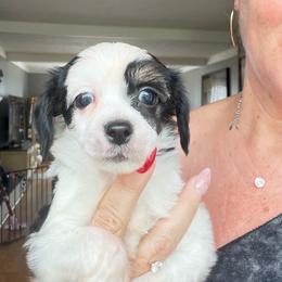 Puff puppy - White and black male Chinese Crested puppy in Capac, Michigan from Puddles Palace Puppies