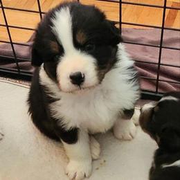 Levi - Black tri-color male Australian Shepherd puppy in Athens, Tennessee from Mimi's Aussie