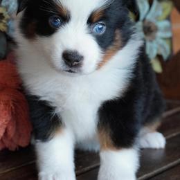 Girl 1 - Black tri female Miniature Australian Shepherd puppy in Lawton, Oklahoma from Lindsey’s Aussies