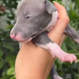 Spiky - Blue female Italian Greyhound puppy in Southwest Florida, Florida from Woofford Italian Greyhounds