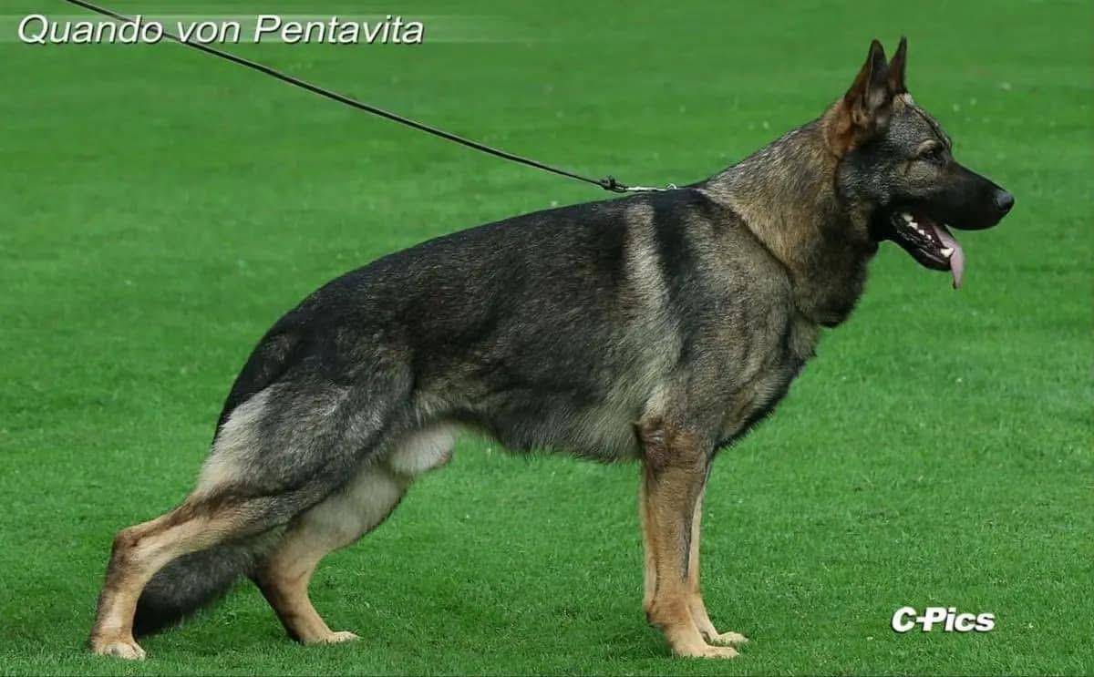 Quando Von Pentavita