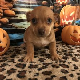 Boy 2 - male Chihuahua puppy in Mesa, Arizona from Sun Valley Chihuahuas & Malinois
