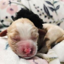 Iris - Tri-color female Cavapoo puppy in Roseville, California from Heavenly Goldendoodles
