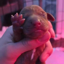 Girl 1 - Red female Dachshund puppy in Atwater, California from Daisy Doxies