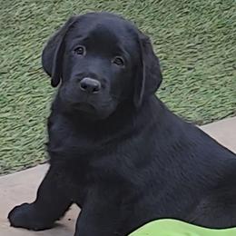 Puppy boy 1 - Black male Labrador Retriever puppy in Corona, California from Whimsical Farms Labrador Retrievers