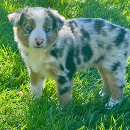Spike - Blue merle male Australian Shepherd puppy in California from Eagle River Aussies