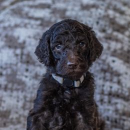 Tan (previously white collar) - Brown Poodle puppy in Mc Kinney, Texas from Kenney kennels