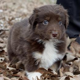 Lala-1000 - Red tri-color female Australian Shepherd puppy in Star City, Arkansas from Blush & Lace Aussie Co.