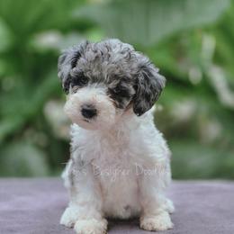 Estelle - Blue merle female Aussiedoodle puppy in Centreville, Mississippi from Trin's Designer Doodles