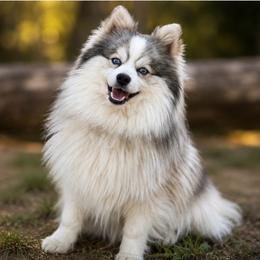Cuddles - Pomsky