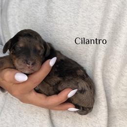Cilantro - Merle male Bernedoodle puppy in Pennsylvania from Bells Bernedoodles