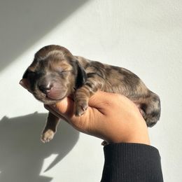 Sourdough (red dapple) - Dapple male Dachshund puppy in Mc Donough, Georgia from L & J Kennel
