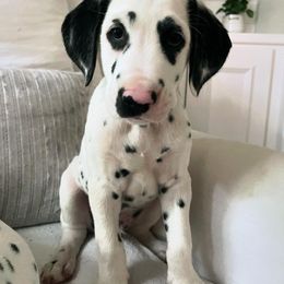 Olive LUA - White and black Dalmatian puppy in Franklin, Tennessee from Gentry’s Dalmatians