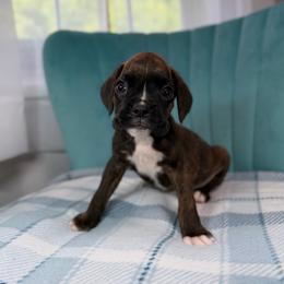 Boy 2 - Brindle male Boxer puppy in Prestonsburg, Kentucky from Bre’s Boxers