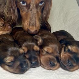 Dachshund puppies from Dan River Dachshunds