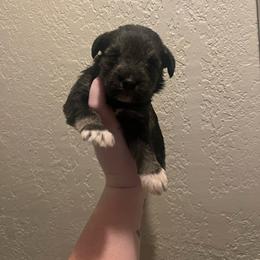 Girl 2 - Black female Miniature Schnauzer puppy in Center Ridge, Arkansas from J Bar B Kennels
