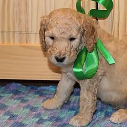 Poodles from Rines Ridge Poodles