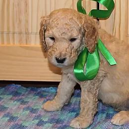 Poodles from Rines Ridge Poodles