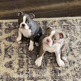 Boston Terrier Puppies from Lisa Wolfe's Boston Terriers