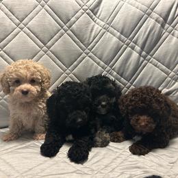 Tucker - Black male Poodle puppy in Warren, Michigan from Annette Patterson