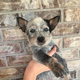 Boy 3 - Blue male Australian Cattle Dog puppy in Irvington, Kentucky from Dry Valley’s Australian Cattle Dogs
