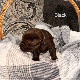 Girl 3 - Labrador Retriever puppy in Charleston, Maine from Puddledock Pups