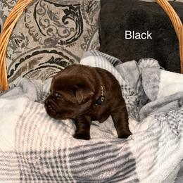 Girl 3 - Labrador Retriever puppy in Charleston, Maine from Puddledock Pups