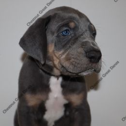 Cobalt - Blue male Great Dane puppy in Edinburg, Texas from Chestnut Great Danes
