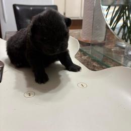 Raven - Black female Chow Chow puppy in Elberton, Georgia from Pits and Poms LLC