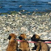 Leonbergers from Lowenhohle Leonbergers