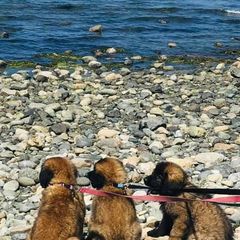 Leonbergers from Lowenhohle Leonbergers