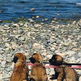 Leonbergers from Lowenhohle Leonbergers