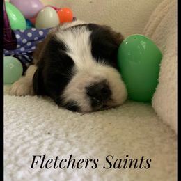 Saint Bernard Puppies from Fletchers Saints