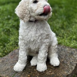 Goldendoodle Puppies from Table Rock Doodles