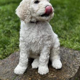 Goldendoodle Puppies from Table Rock Doodles
