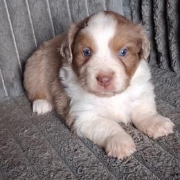 Gorgeous George - Red merle male Miniature American Shepherd puppy in Goldendale, Washington from Amulet Charm