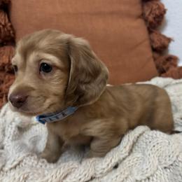 Benny - Cream male Dachshund puppy in Mesa, Arizona from Ruby Desert Doxies