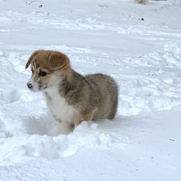 Pembroke Welsh Corgi Puppies from Concerto Corgis