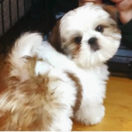 Shih Tzu Puppies from Jazzie Shih Tzu