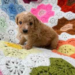 Boy 4 - male Goldendoodle puppy in Bentonville, Arkansas from Bentonville Doodles