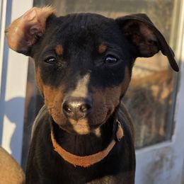 BLBKM1-Orange - Black and rust male Miniature Pinscher puppy in Middle Point, Ohio from Knisely's Min Pins-AKC